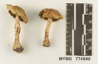 Agrocybe viscosa image