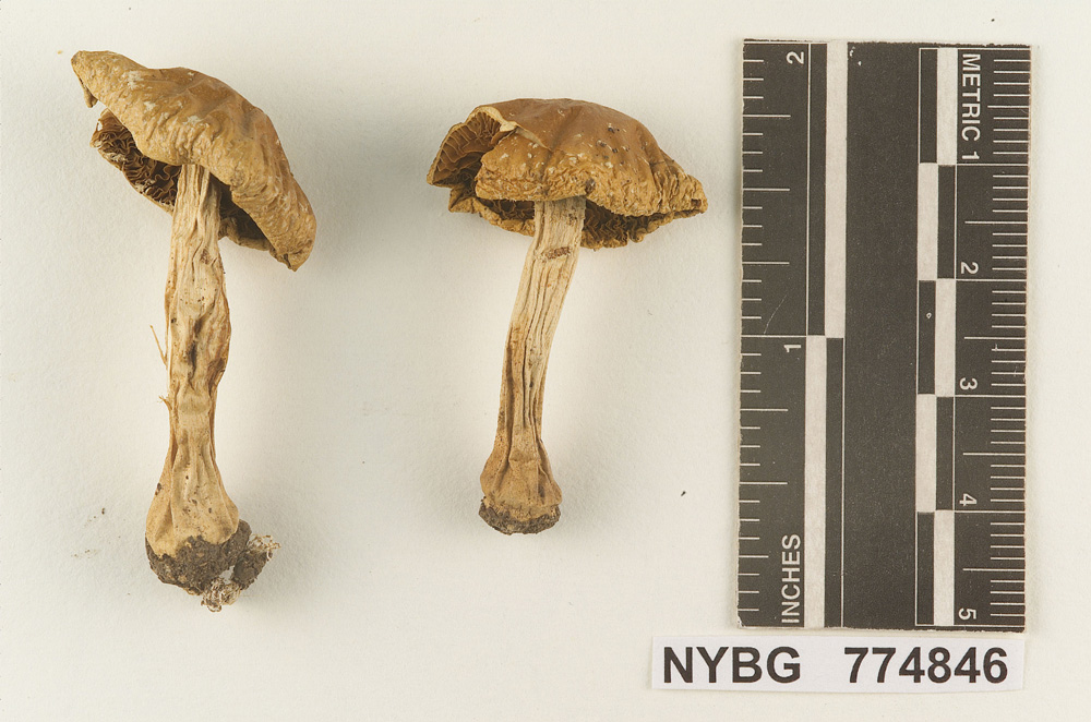 Agrocybe viscosa image