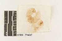 Agrocybe occidentalis image