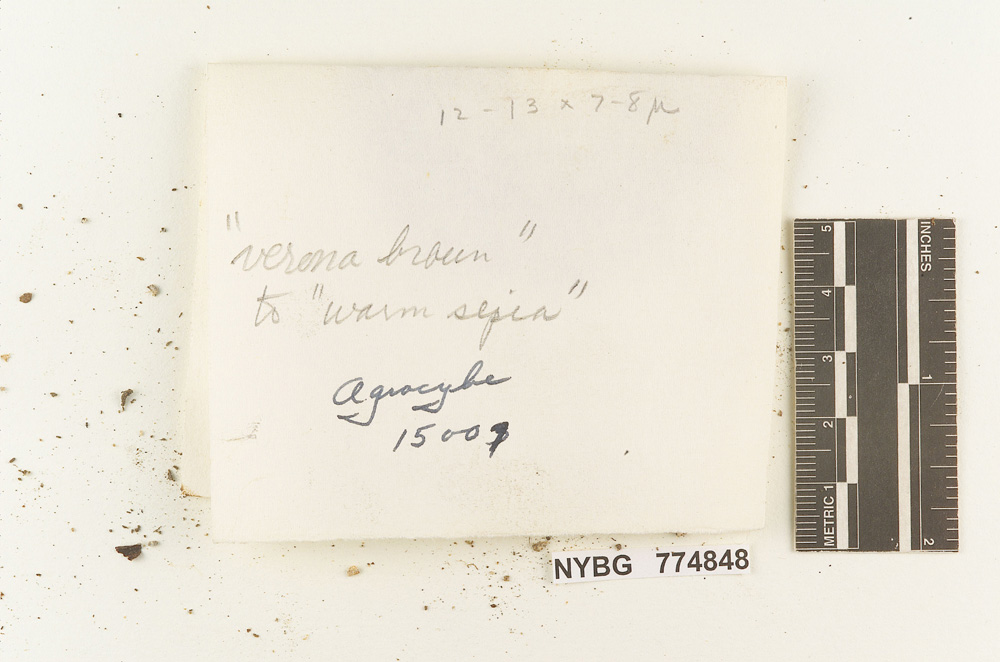 Agrocybe smithii image