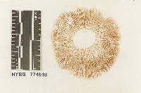 Agrocybe smithii image