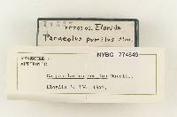 Panaeolus fimicola image