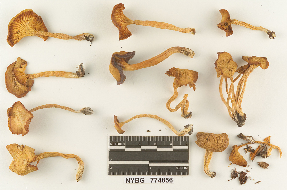 Hygrophorus fulvosiformis image