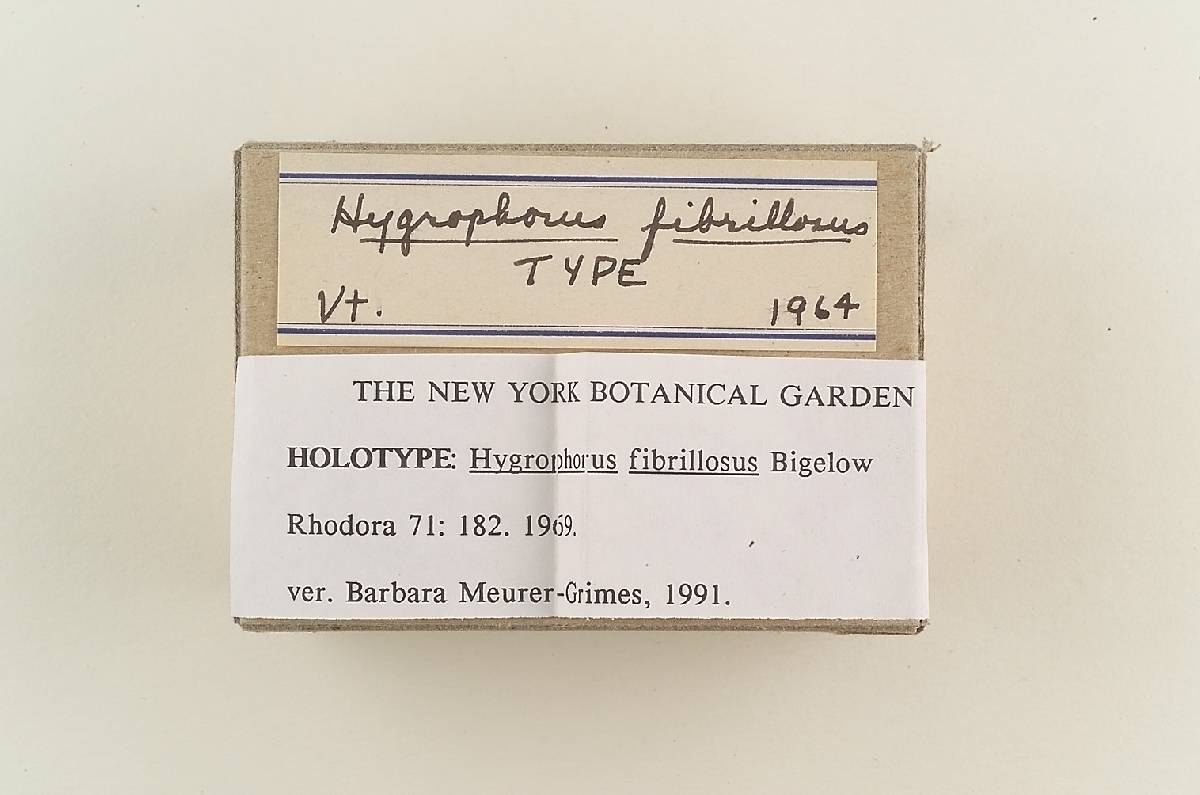 Hygrophorus fibrillosus image