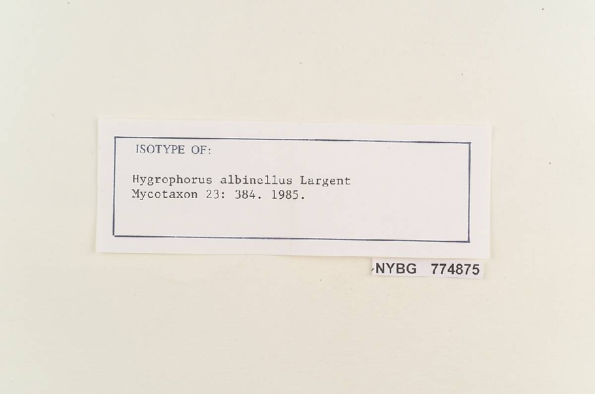 Hygrophorus albinellus image
