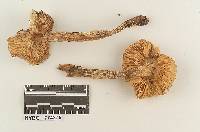 Hygrophorus albinellus image