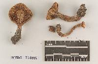 Hygrophorus roseobrunneus image
