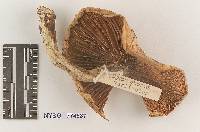 Hygrophorus variicolor image