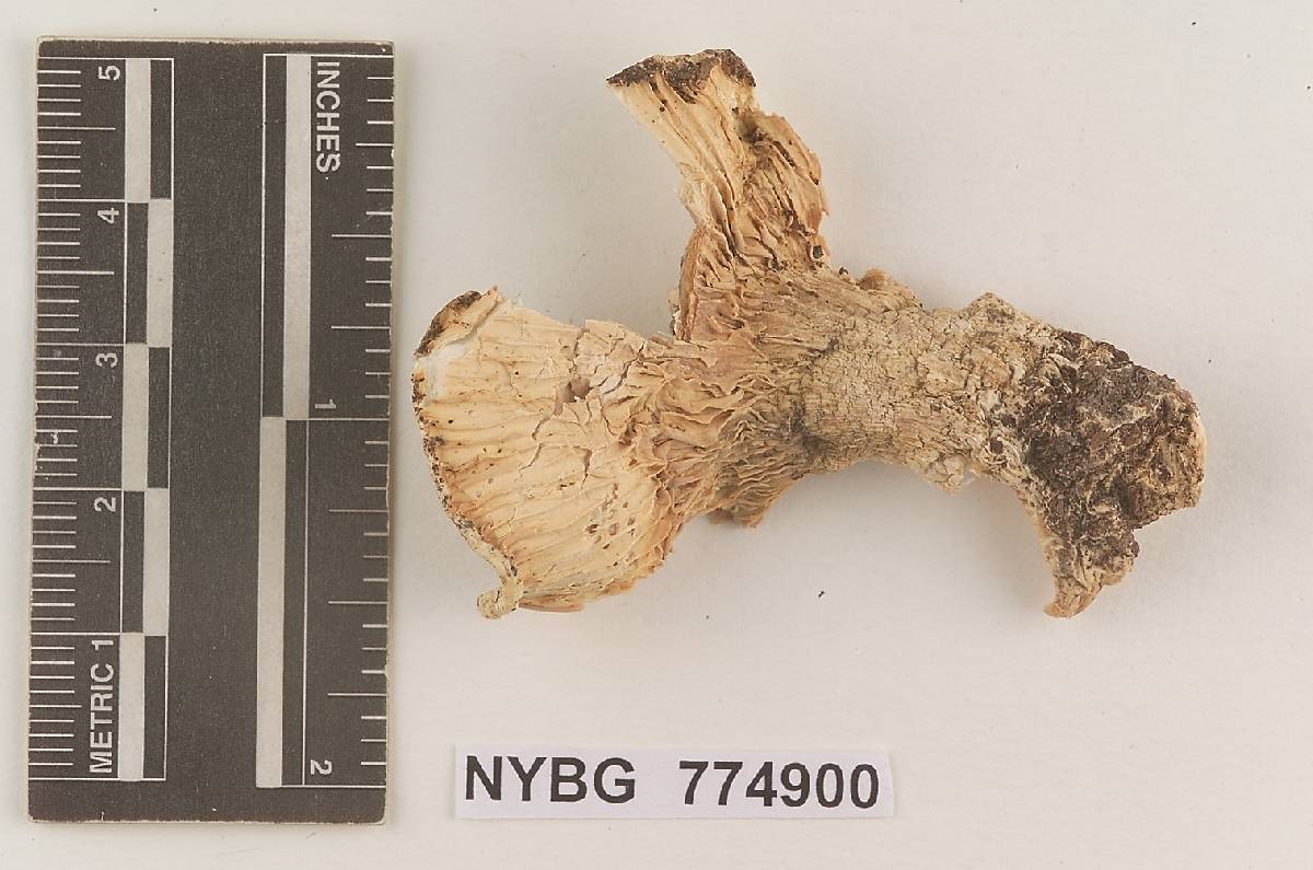 Hygrophorus perfumus image