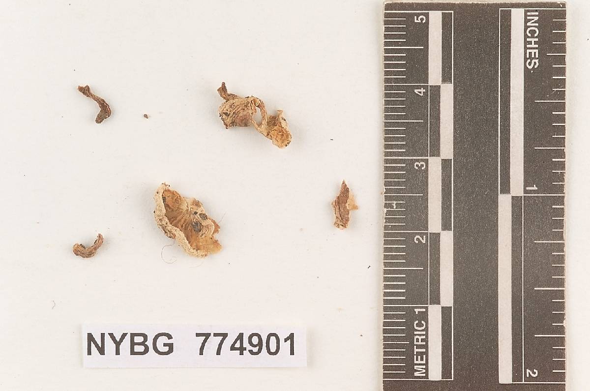 Hygrophorus montanus image