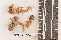 Hygrophorus amygdalinus image