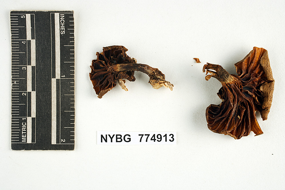 Hydropus chiriquiensis image
