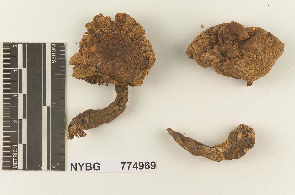 Melanoleuca alabamensis image