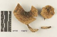 Melanoleuca angustifolia image