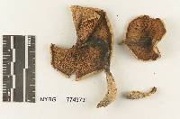 Melanoleuca angustifolia image