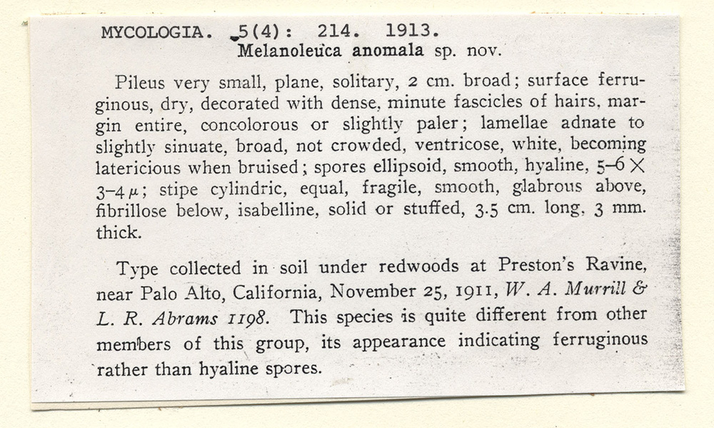 Melanoleuca anomala image