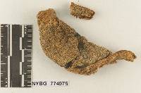 Melanoleuca arenicola image