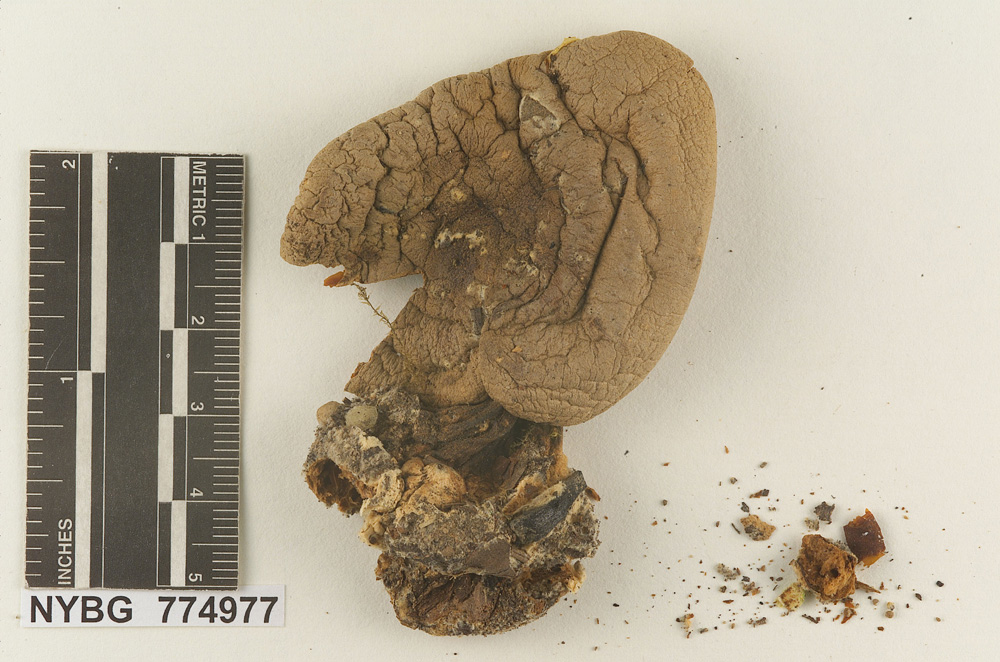 Melanoleuca avellanea image
