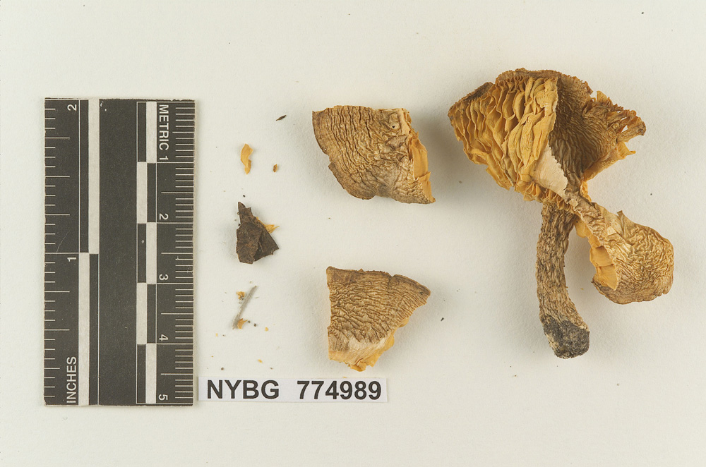 Melanoleuca calceifolia image