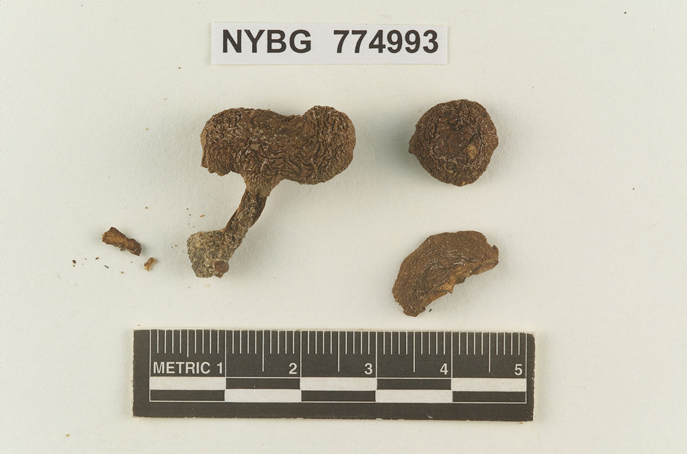 Melanoleuca entoloma image