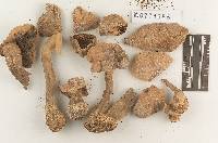 Agaricus praemagnus image