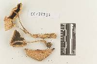 Agaricus riberaltensis image