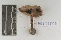 Agaricus pocillator image