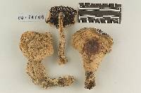 Agaricus sequoiae image