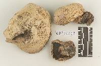 Agaricus vinaceovirens image