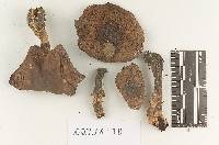 Agaricus arorae image