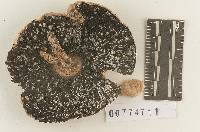 Agaricus subfloridanus image