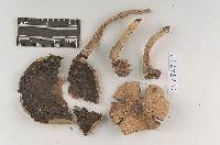 Agaricus subplacomyces image