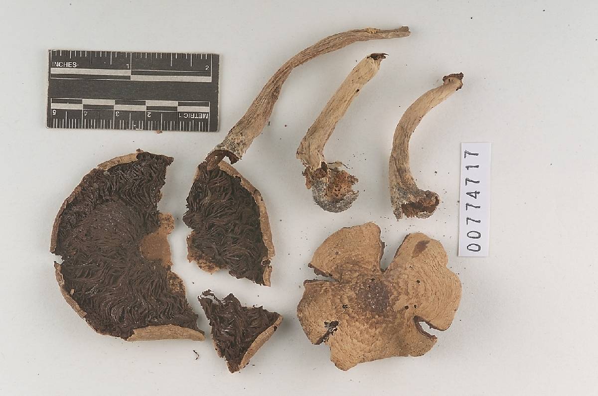 Agaricus subplacomyces image