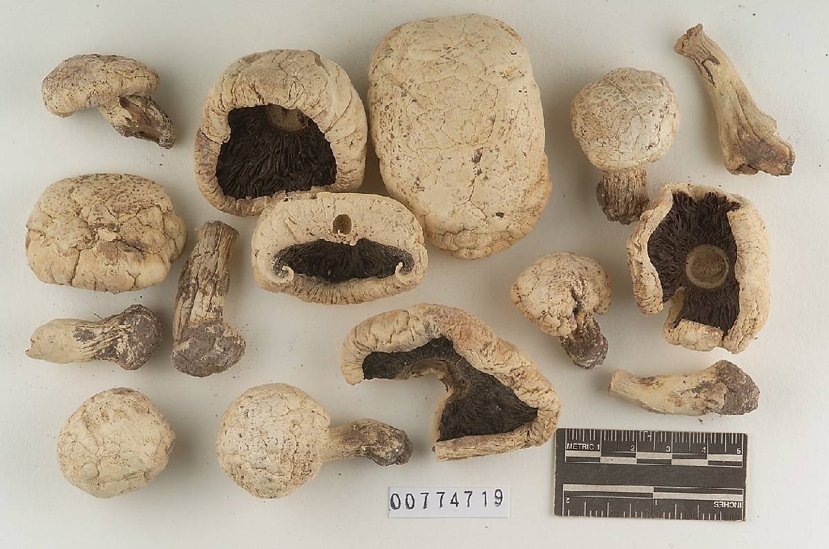 Agaricus subpratensis image