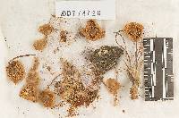 Clitocybula familia image