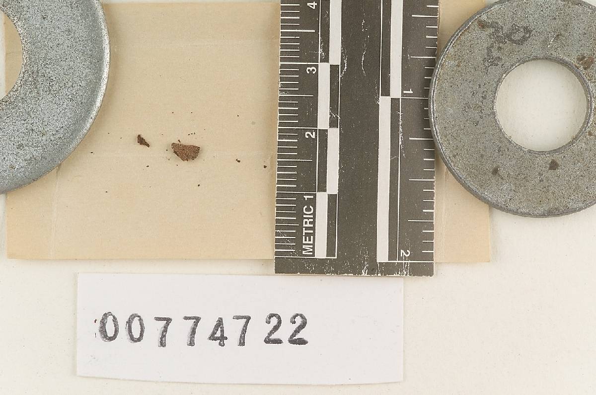 Agaricus plumiger image
