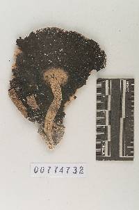 Agaricus blazei image