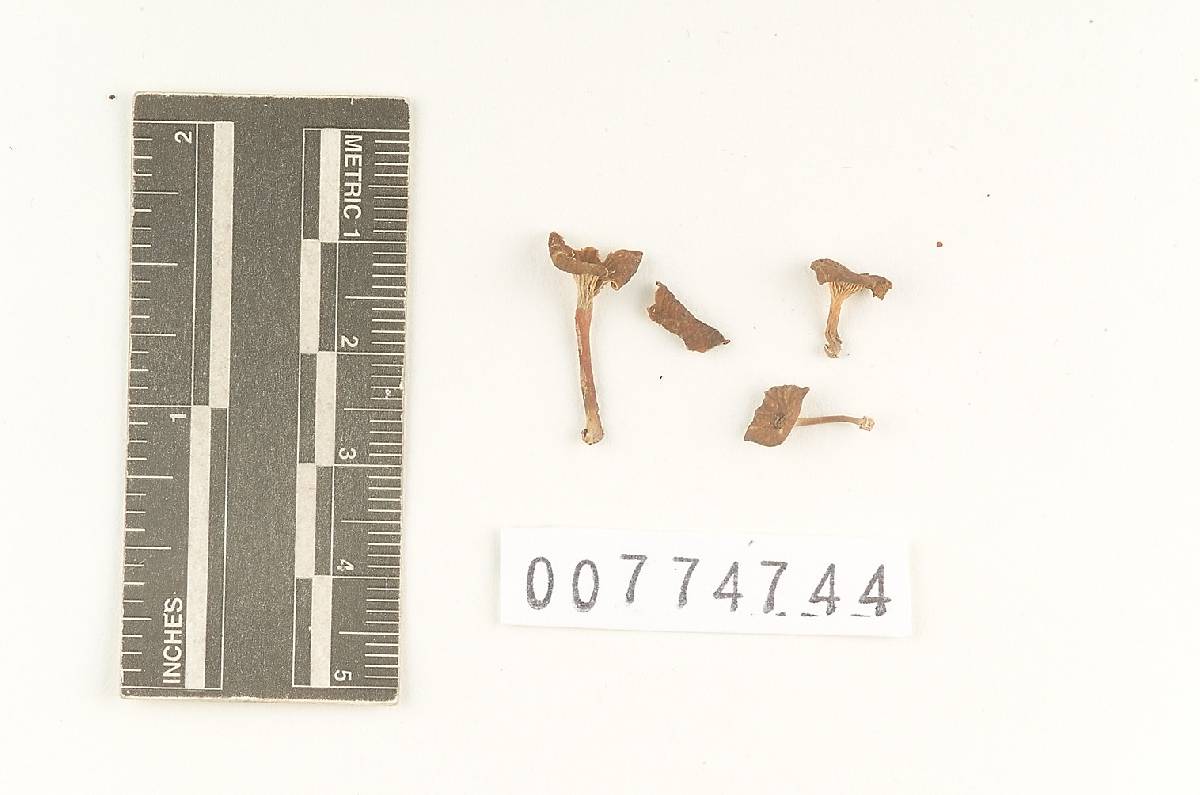 Agaricus chondripes image