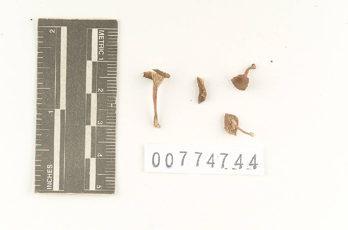 Agaricus chondripes image