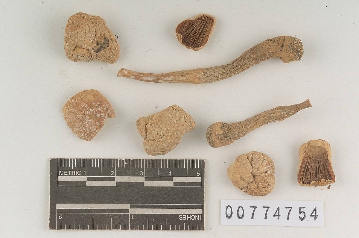 Agaricus cylindriceps image