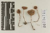 Agaricus esculentoides image