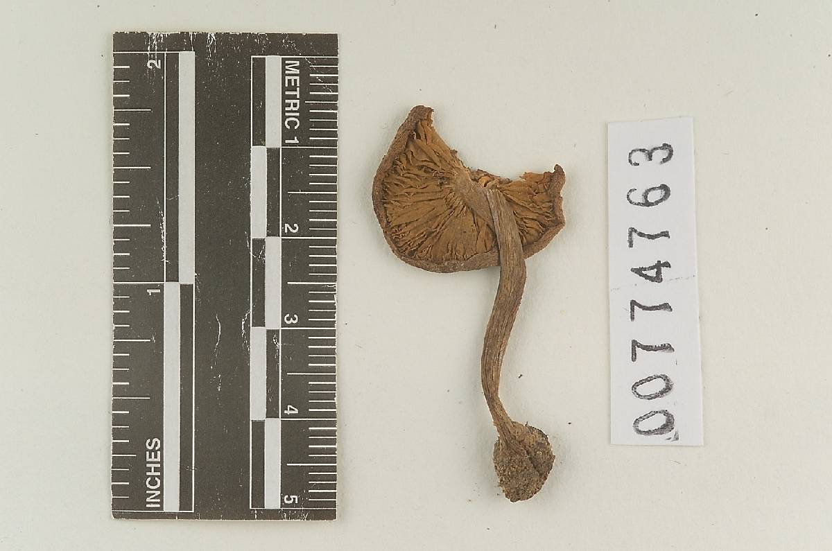 Agaricus excedens image