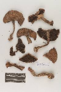 Agaricus glabrus image