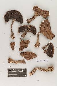 Agaricus glabrus image