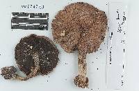 Agaricus glabrus image