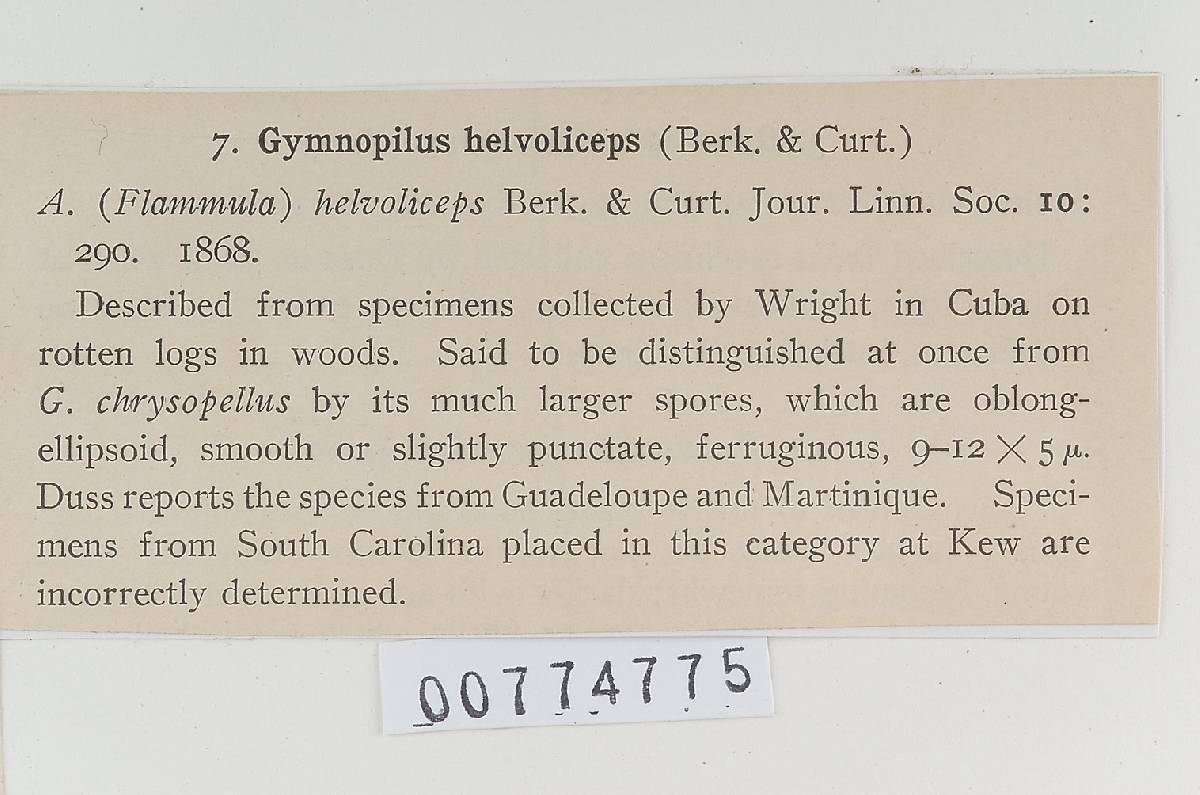 Agaricus helvoliceps image