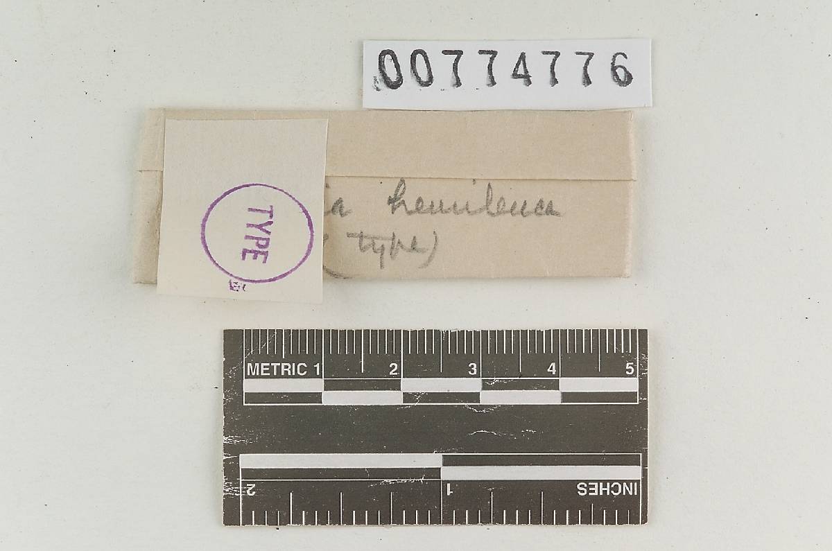 Agaricus hemileucus image