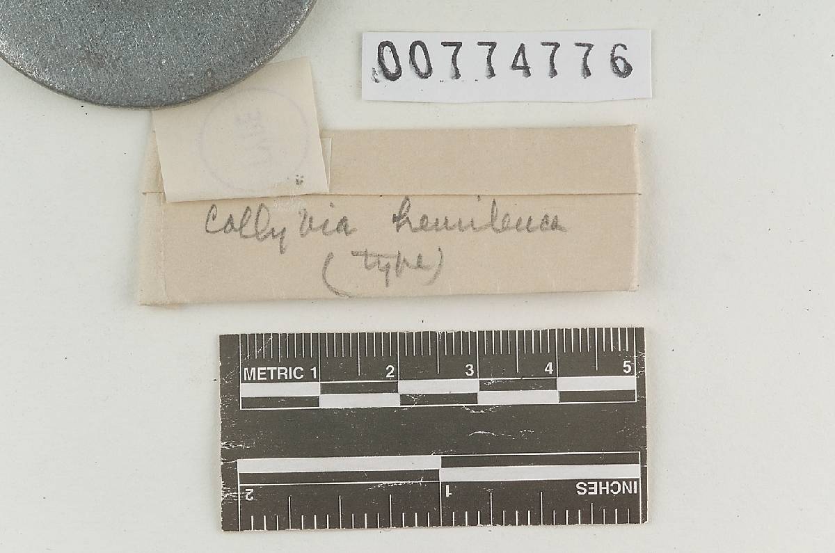 Agaricus hemileucus image