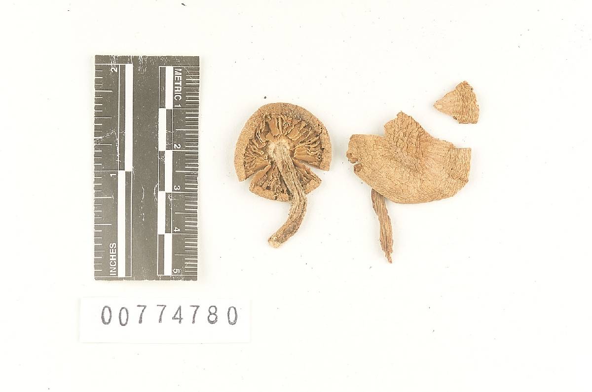 Agaricus colvini image