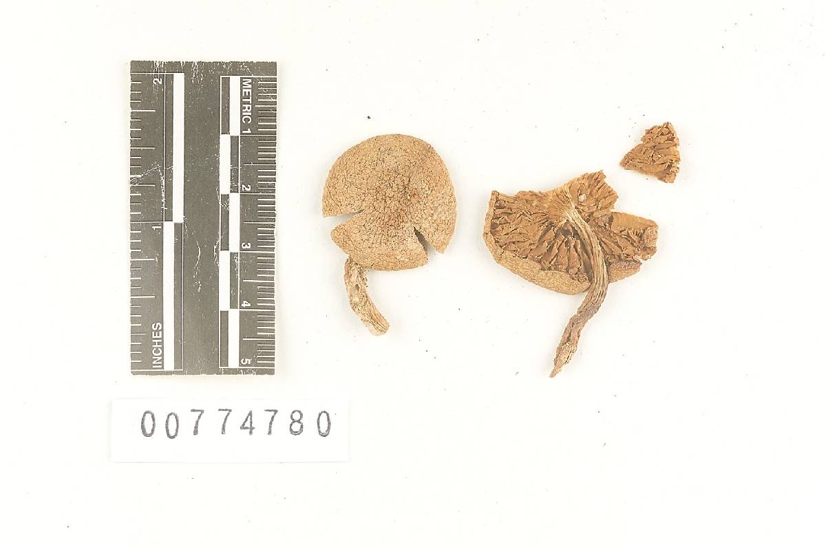 Agaricus colvini image